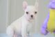 French Bulldog Puppies for sale in Billings, MT, USA. price: $650