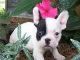 French Bulldog Puppies for sale in Grand Prairie, TX, USA. price: NA