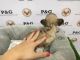 French Bulldog Puppies for sale in Glendale, AZ, USA. price: $800