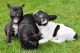 French Bulldog Puppies for sale in Spokane, WA, USA. price: NA