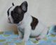 French Bulldog Puppies for sale in Columbus, MT 59019, USA. price: NA