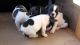 French Bulldog Puppies for sale in Beaver Creek, CO 81620, USA. price: NA