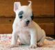 French Bulldog Puppies for sale in West Covina, CA, USA. price: NA