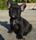 French Bulldog Puppies for sale in Alma Center, WI 54611, USA. price: NA