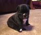 French Bulldog Puppies for sale in Alma Center, WI 54611, USA. price: NA