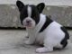 French Bulldog Puppies for sale in Abbeville, AL 36310, USA. price: NA