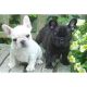French Bulldog Puppies for sale in South Bend, IN, USA. price: $500