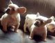 French Bulldog Puppies for sale in Springfield, MA, USA. price: $500