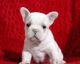 French Bulldog Puppies for sale in Bear Creek, AL, USA. price: NA