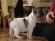 French Bulldog Puppies for sale in Newport News, VA, USA. price: $700
