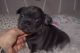 French Bulldog Puppies for sale in Akron, OH, USA. price: $500