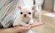 French Bulldog Puppies for sale in Glendale, CA, USA. price: NA