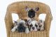 French Bulldog Puppies for sale in Birmingham, Birmingham, West Midlands, UK. price: 995 GBP