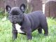 French Bulldog Puppies for sale in New York, NY, USA. price: $350