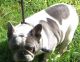 French Bulldog Puppies for sale in Roanoke, VA, USA. price: $2,500