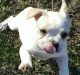 French Bulldog Puppies for sale in Fairhope, AL 36532, USA. price: $400