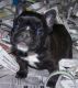 French Bulldog Puppies for sale in Portsea VIC 3944, Australia. price: NA