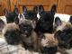 French Bulldog Puppies for sale in Fairbanks North Star, AK, USA. price: NA