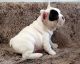 French Bulldog Puppies for sale in Mountain View, WY 82933, USA. price: $400