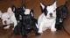 French Bulldog Puppies for sale in Alum Creek, WV, USA. price: NA