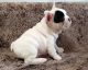 French Bulldog Puppies for sale in Sioux Falls, SD, USA. price: NA