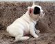 French Bulldog Puppies for sale in Billings, MT, USA. price: NA
