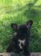 French Bulldog Puppies for sale in Conyers, GA, USA. price: $2,000
