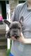 French Bulldog Puppies for sale in Vancouver, WA, USA. price: $5,000