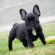 French Bulldog Puppies for sale in L'Ancienne-Lorette, QC, Canada. price: NA