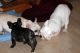 French Bulldog Puppies for sale in Rochester, MN, USA. price: $200