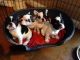 French Bulldog Puppies for sale in Belle Vernon, PA 15012, USA. price: NA