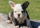 French Bulldog Puppies for sale in Huntsville, AL, USA. price: $500