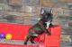 French Bulldog Puppies for sale in Millersburg, OH 44654, USA. price: NA