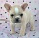 French Bulldog Puppies for sale in Bassfield, MS 39421, USA. price: NA
