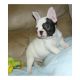 French Bulldog Puppies for sale in Accomac, VA 23301, USA. price: NA