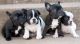 French Bulldog Puppies for sale in Kansas City, KS, USA. price: NA