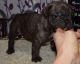 French Bulldog Puppies for sale in Kansas City, KS, USA. price: $450