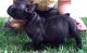 French Bulldog Puppies for sale in Bass Harbor, Tremont, ME 04653, USA. price: $450