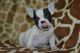 French Bulldog Puppies for sale in Gettysburg, PA 17325, USA. price: $1,600