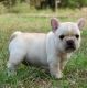 French Bulldog Puppies for sale in Manchester, NH, USA. price: $450