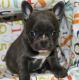 French Bulldog Puppies for sale in El Cajon, CA, USA. price: NA