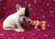 French Bulldog Puppies for sale in Edgerton, WI 53534, USA. price: $600