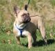 French Bulldog Puppies for sale in Highland, NY 12528, USA. price: NA