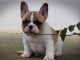 French Bulldog Puppies for sale in Chula Vista, CA, USA. price: $500