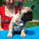 French Bulldog Puppies for sale in Bloomsbury, NJ, USA. price: $300