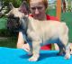 French Bulldog Puppies for sale in Bloomsbury, NJ, USA. price: NA