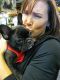 French Bulldog Puppies for sale in San Diego Country Estates, Ramona, CA 92065, USA. price: NA