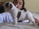 French Bulldog Puppies for sale in Waco, TX, USA. price: NA