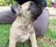 French Bulldog Puppies for sale in San Diego Country Estates, Ramona, CA 92065, USA. price: NA