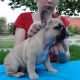 French Bulldog Puppies for sale in Bloomsbury, NJ, USA. price: $400